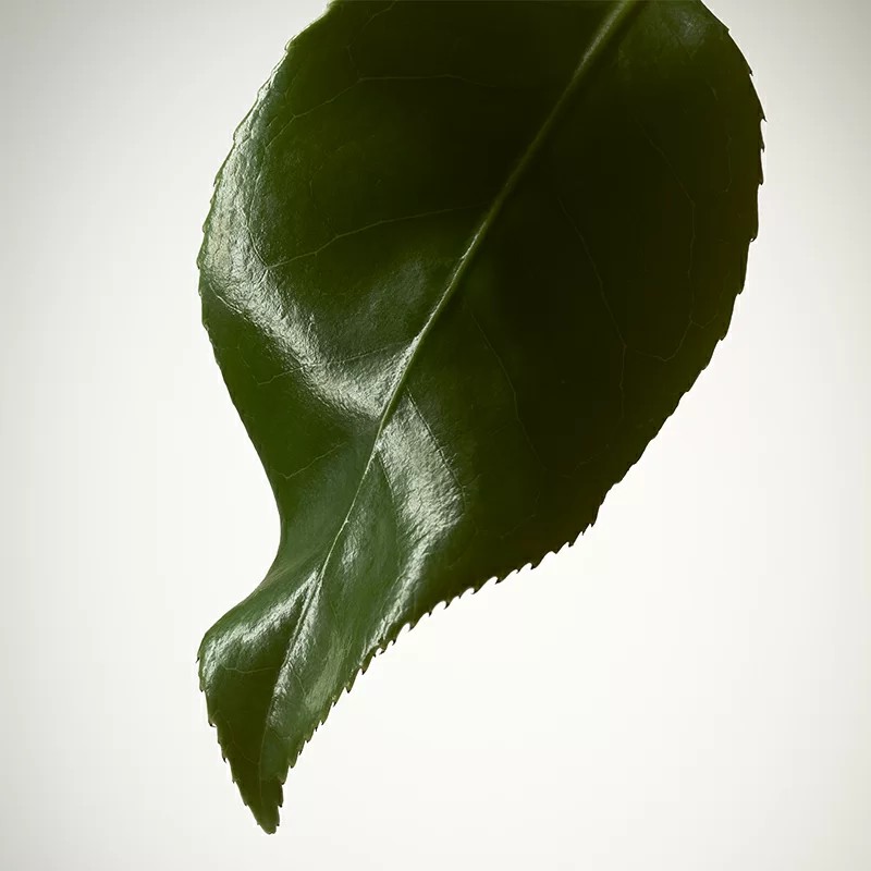 yulong-tee